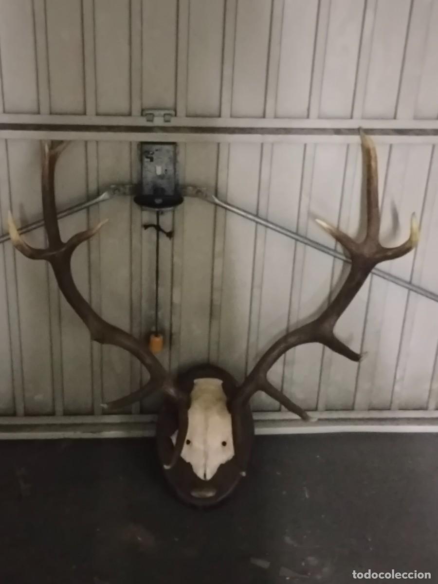 Antig&uuml;edades: Trofeo ciervo venado - Foto 3