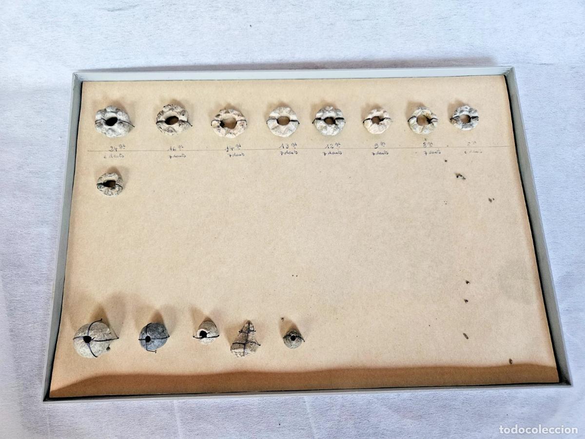Antig&uuml;edades: COLLECTION de 14 ROUELLES FUSAIOLES A DATER