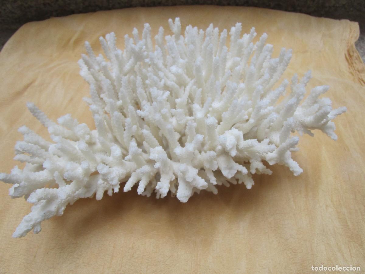 Antig&uuml;edades: Bloque f&oacute;sil - &aacute;rbol de coral marino blanco - 20x14x11 alto, 640gr, limpio , base plana. Ver fotos.