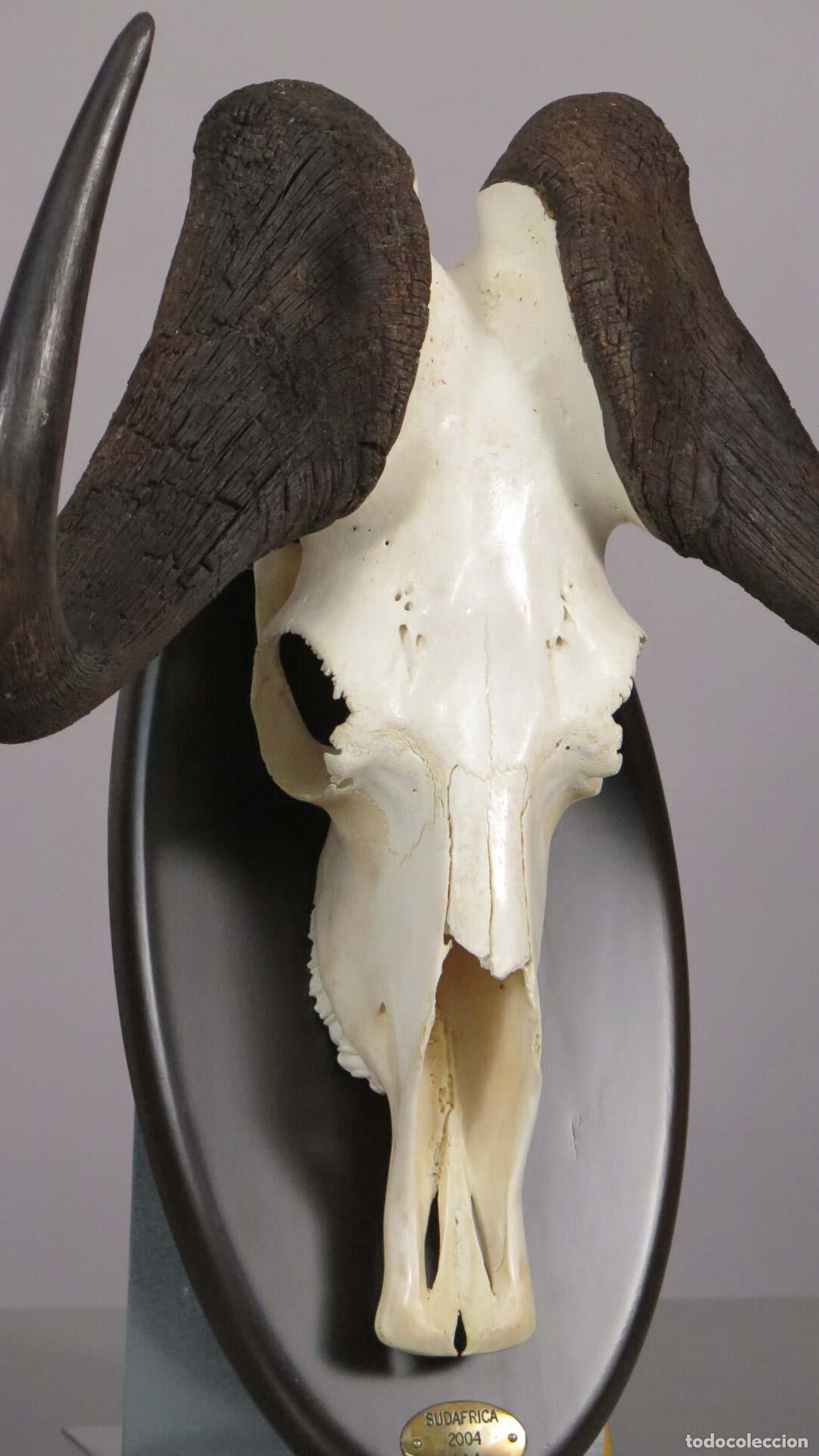 Antig&uuml;edades: TROFEO DE &Ntilde;U. TAXIDERMIA - Foto 2