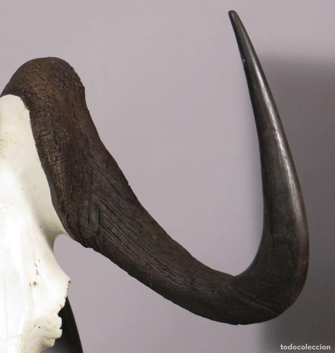 Antig&uuml;edades: TROFEO DE &Ntilde;U. TAXIDERMIA - Foto 3