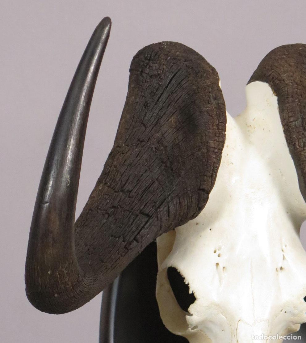 Antig&uuml;edades: TROFEO DE &Ntilde;U. TAXIDERMIA - Foto 4