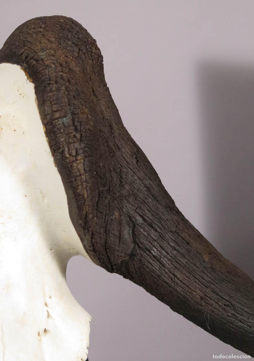 Antig&uuml;edades: TROFEO DE &Ntilde;U. TAXIDERMIA - Foto 6