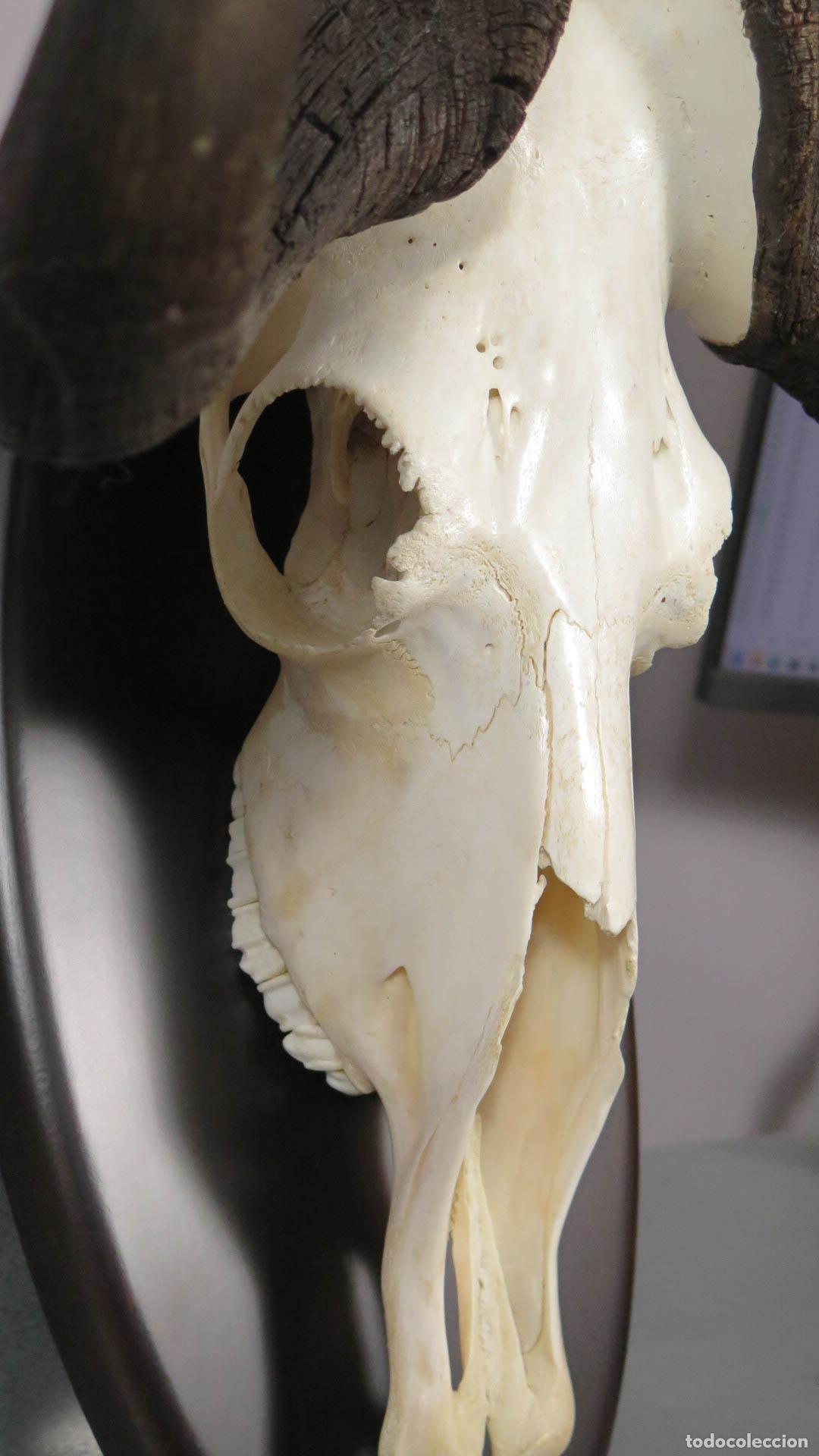 Antig&uuml;edades: TROFEO DE &Ntilde;U. TAXIDERMIA - Foto 8
