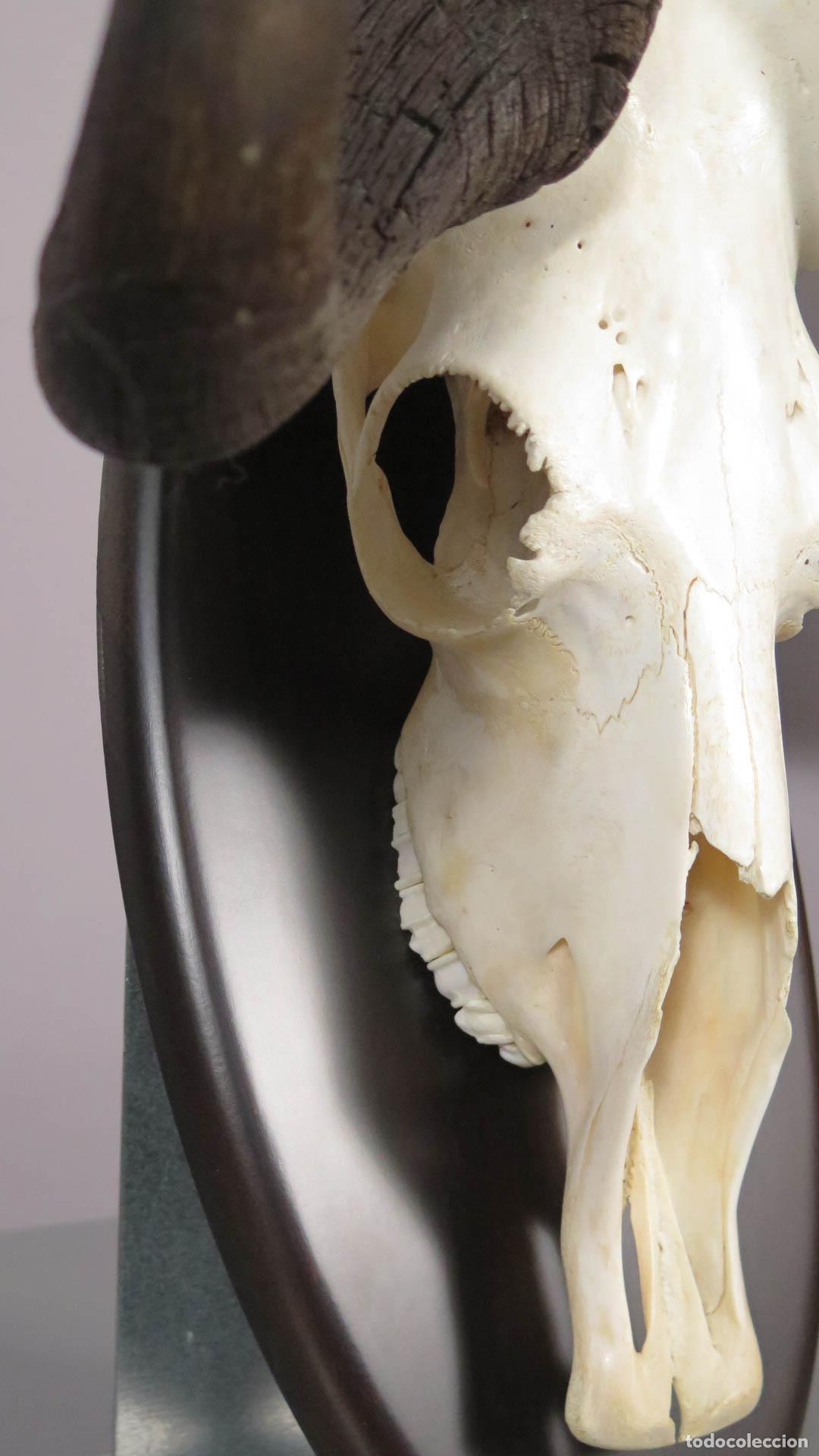 Antig&uuml;edades: TROFEO DE &Ntilde;U. TAXIDERMIA - Foto 9