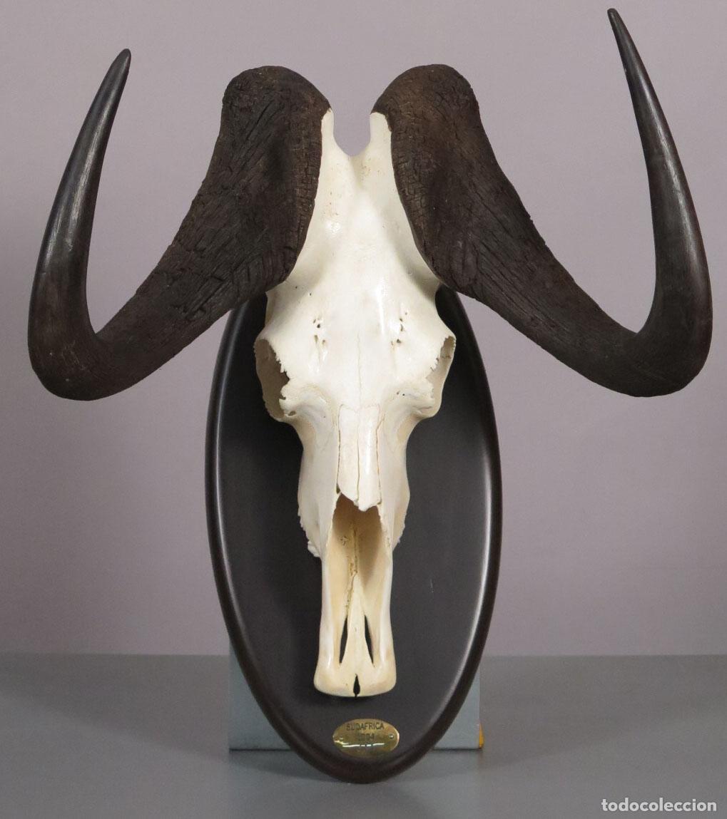 Antig&uuml;edades: TROFEO DE &Ntilde;U. TAXIDERMIA