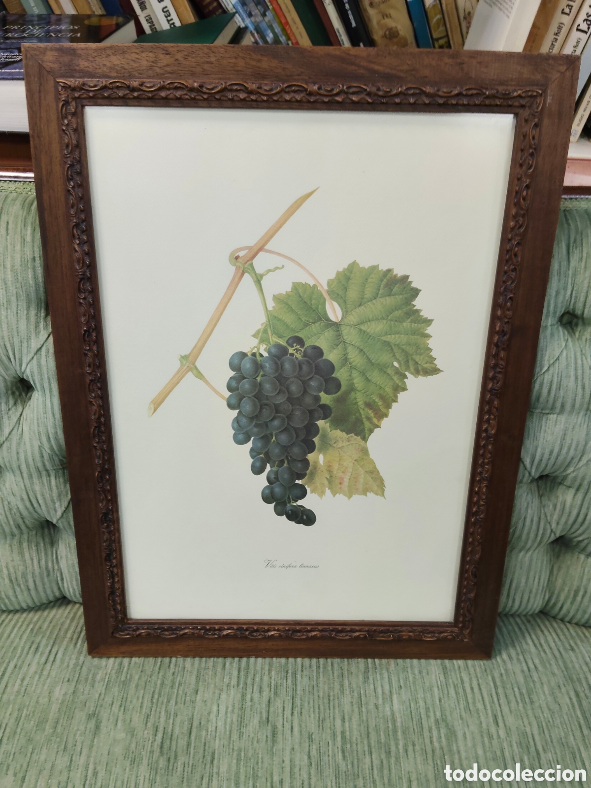 Antig&uuml;edades: cuadro con una ilustraci&oacute;n bot&aacute;nica vintage de uvas