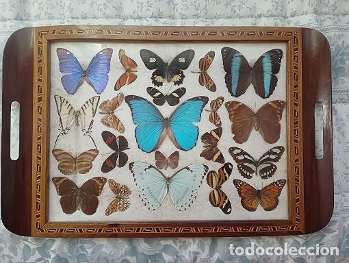 Antig&uuml;edades: BANDEJA DE MARIPOSAS DISECADAS - Foto 1