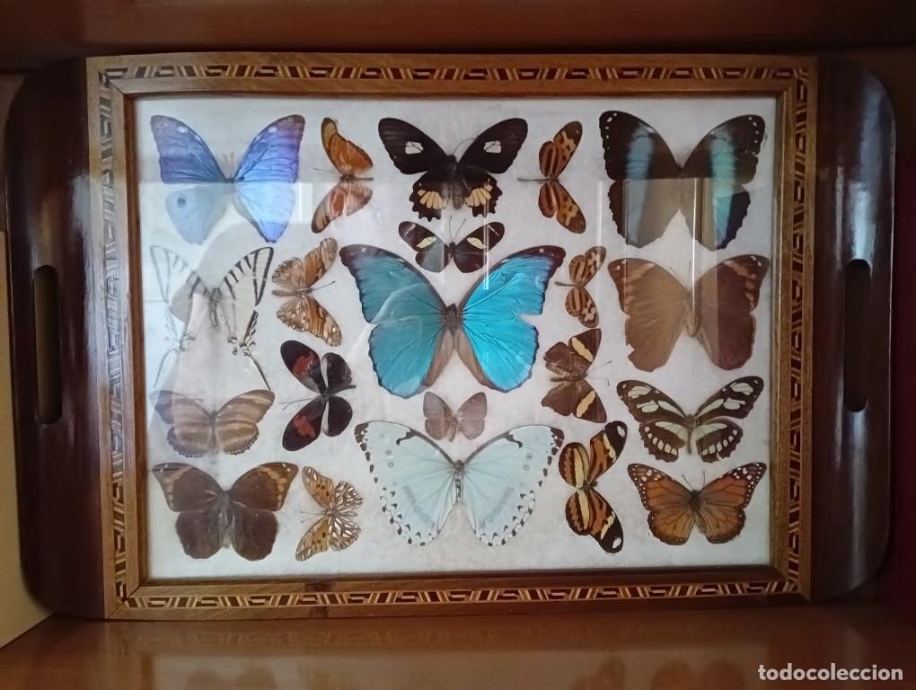 Antig&uuml;edades: BANDEJA DE MARIPOSAS DISECADAS - Foto 2
