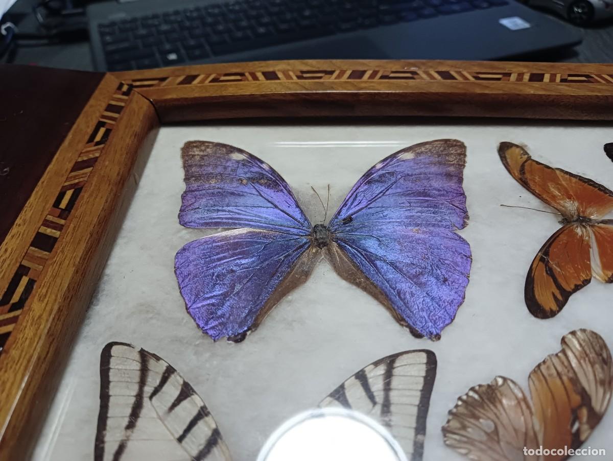 Antig&uuml;edades: BANDEJA DE MARIPOSAS DISECADAS - Foto 3