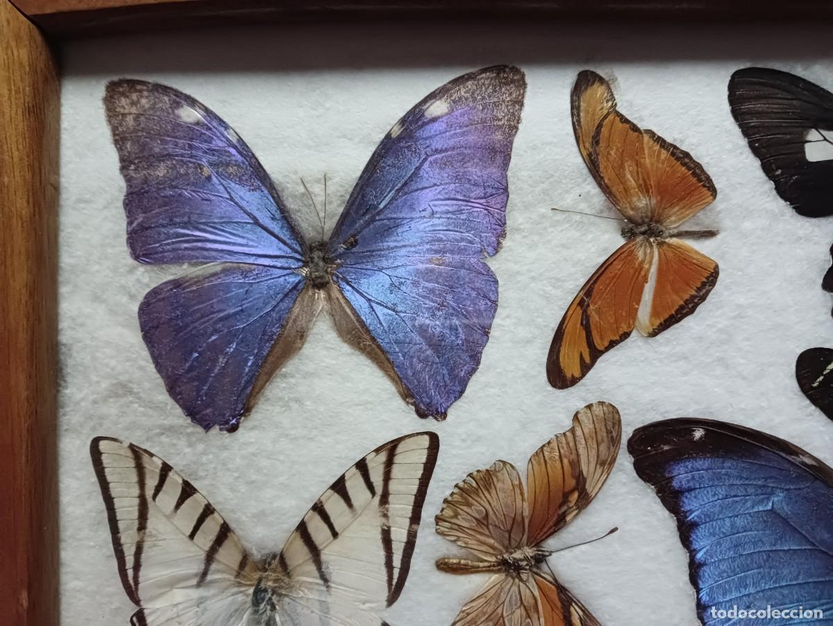 Antig&uuml;edades: BANDEJA DE MARIPOSAS DISECADAS - Foto 4
