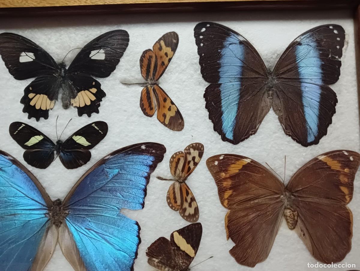 Antig&uuml;edades: BANDEJA DE MARIPOSAS DISECADAS - Foto 5