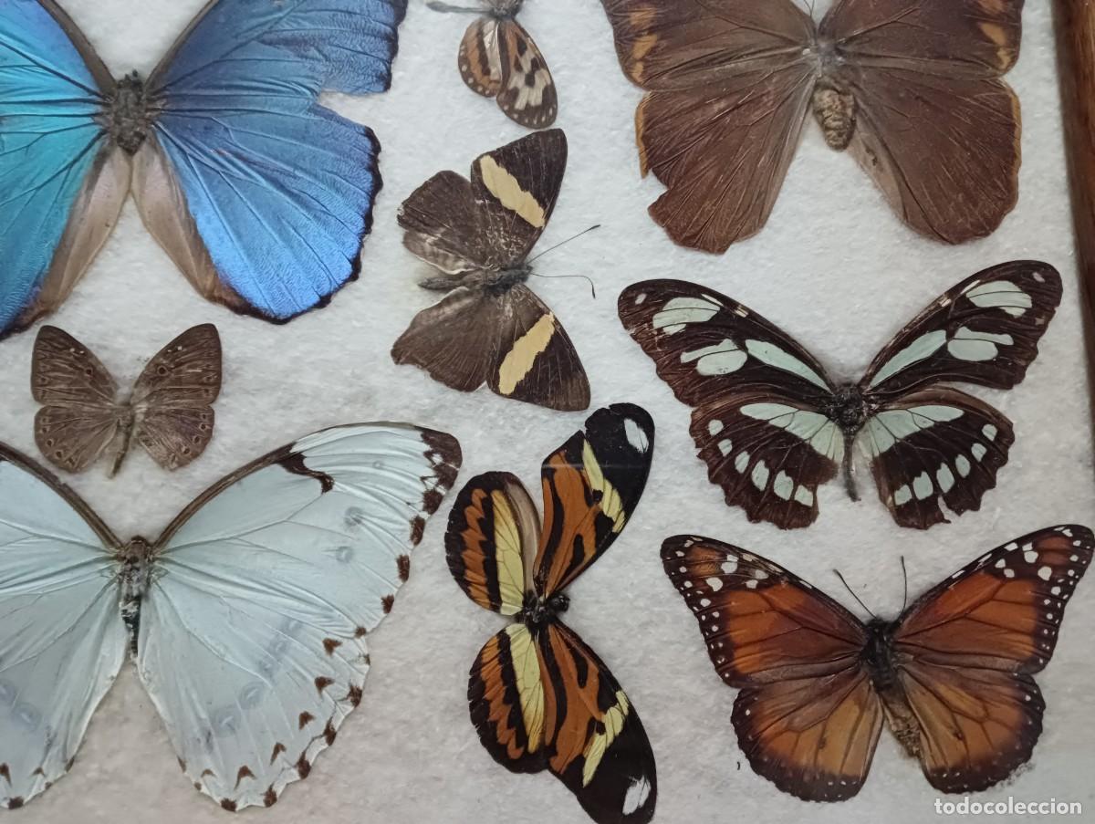 Antig&uuml;edades: BANDEJA DE MARIPOSAS DISECADAS - Foto 6
