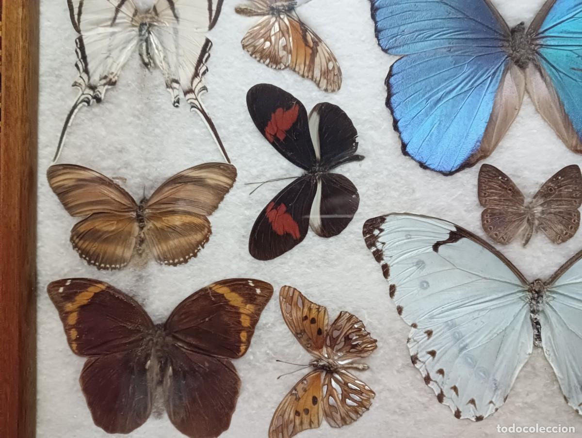 Antig&uuml;edades: BANDEJA DE MARIPOSAS DISECADAS - Foto 7