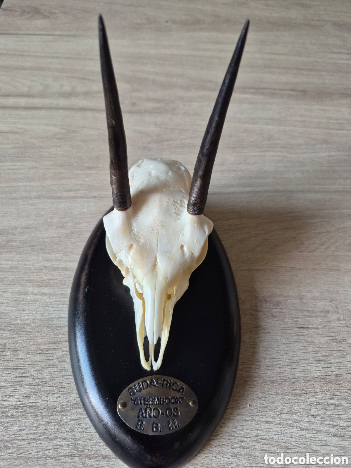 Antig&uuml;edades: Trofeo Cabeza Ciervo Ant&iacute;lope Macho Steinbuck - Steenbok - SUDAFRICA - Taxidermia - Excelente .