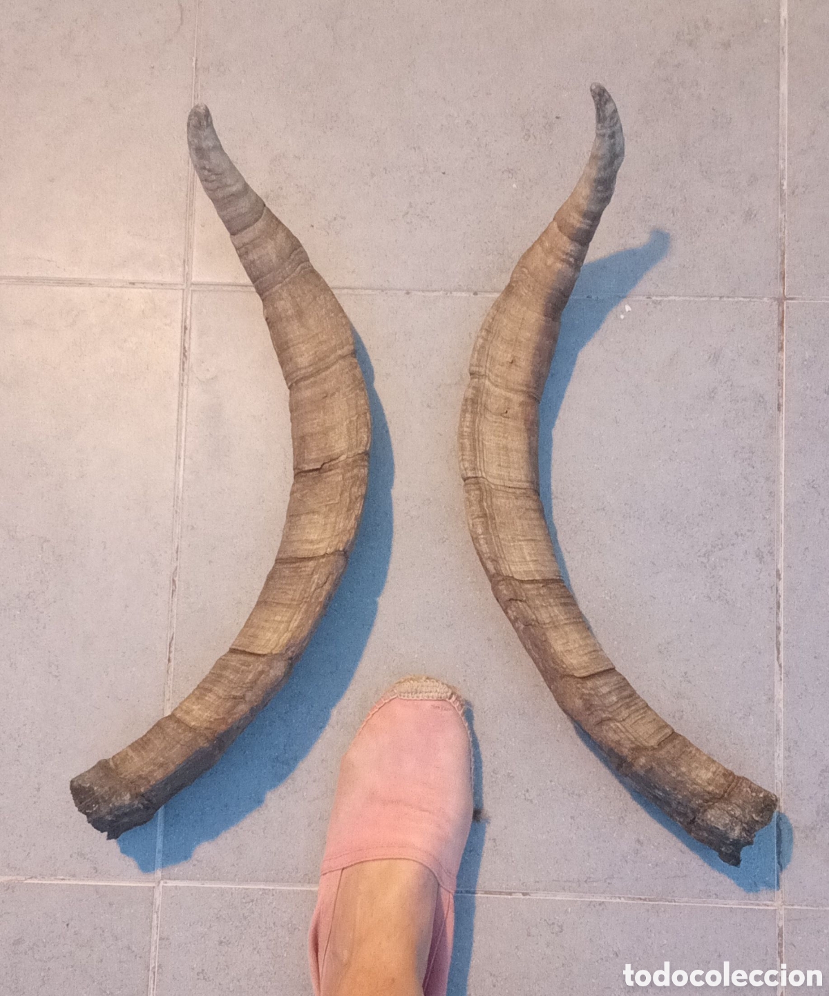 Antiguidades: Cornamenta de Cabra Montesa Ib&eacute;rica (Capra pyrenaica). NO CAZA.