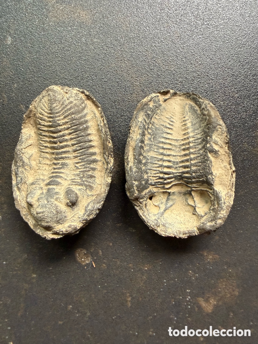 Antig&uuml;edades: Mineral f&oacute;sil trilobites coleccionismo antig&uuml;edades