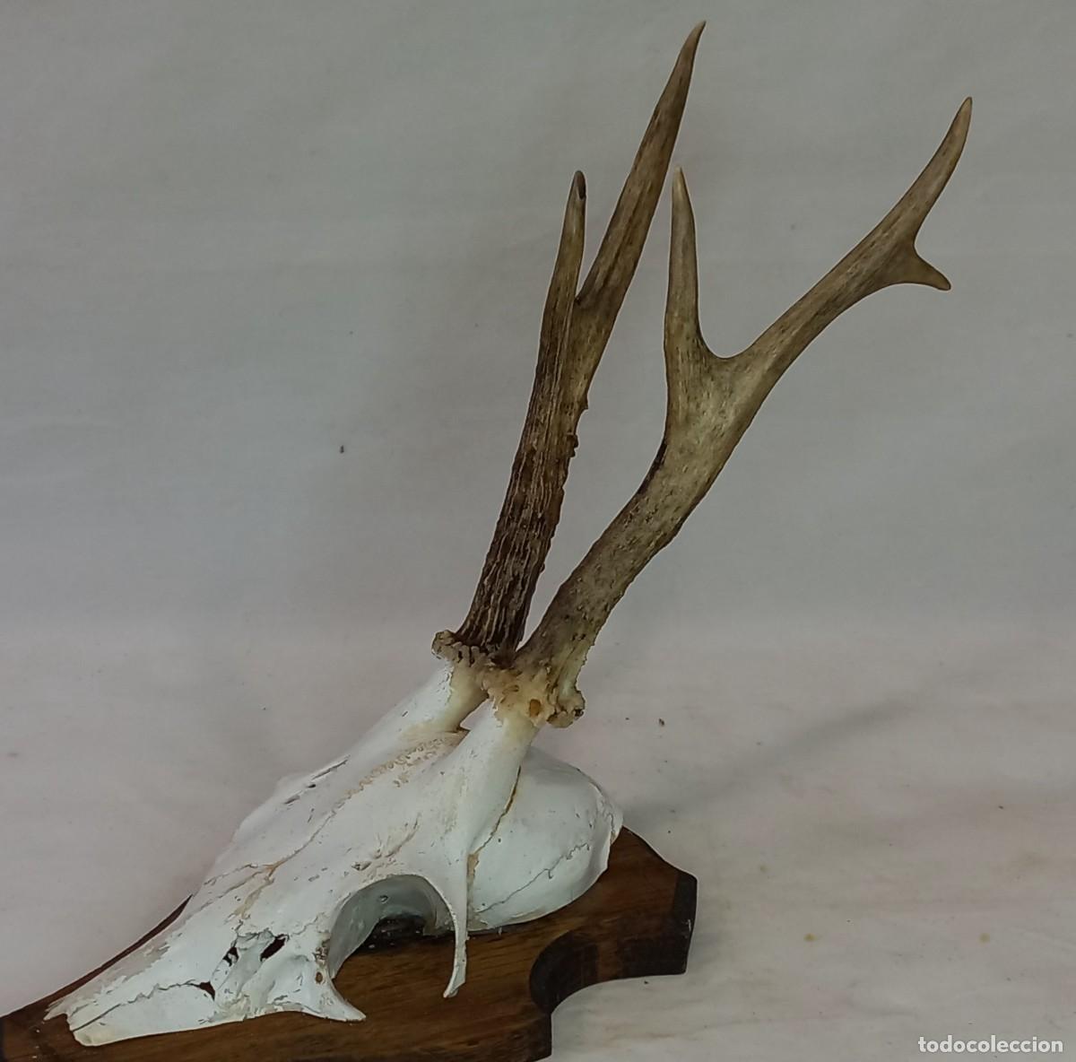 Antig&uuml;edades: CUERNOS , CORNAMENTA , CRANEO DE CORZO - Foto 2