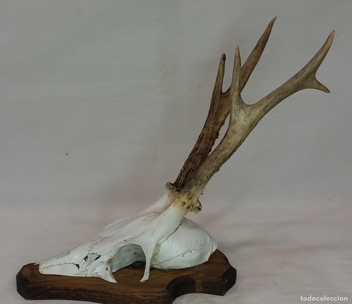 Antig&uuml;edades: CUERNOS , CORNAMENTA , CRANEO DE CORZO - Foto 3