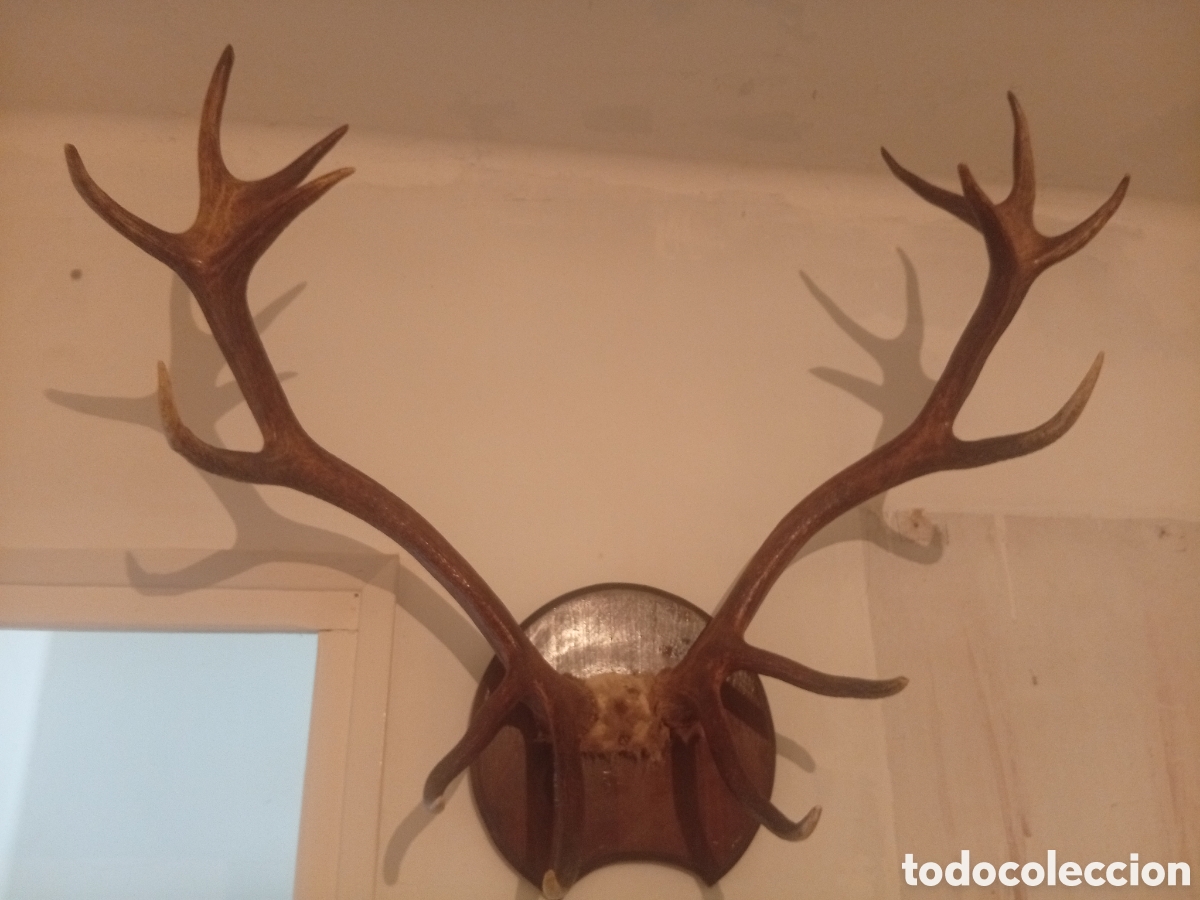 Antig&uuml;edades: Trofeo de Venado / Ciervo 14 Puntas &ndash; Gran Envergadura (85 cm)