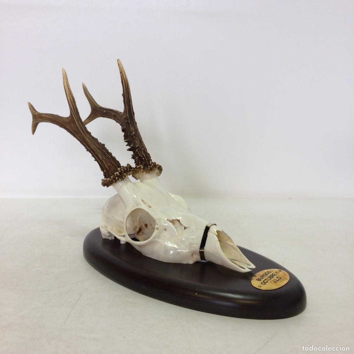 Antiques: Trofeo de Caza: Craneo de Corzo con Cuerna sobre Metopa de madera - Burgos Octubre 2011