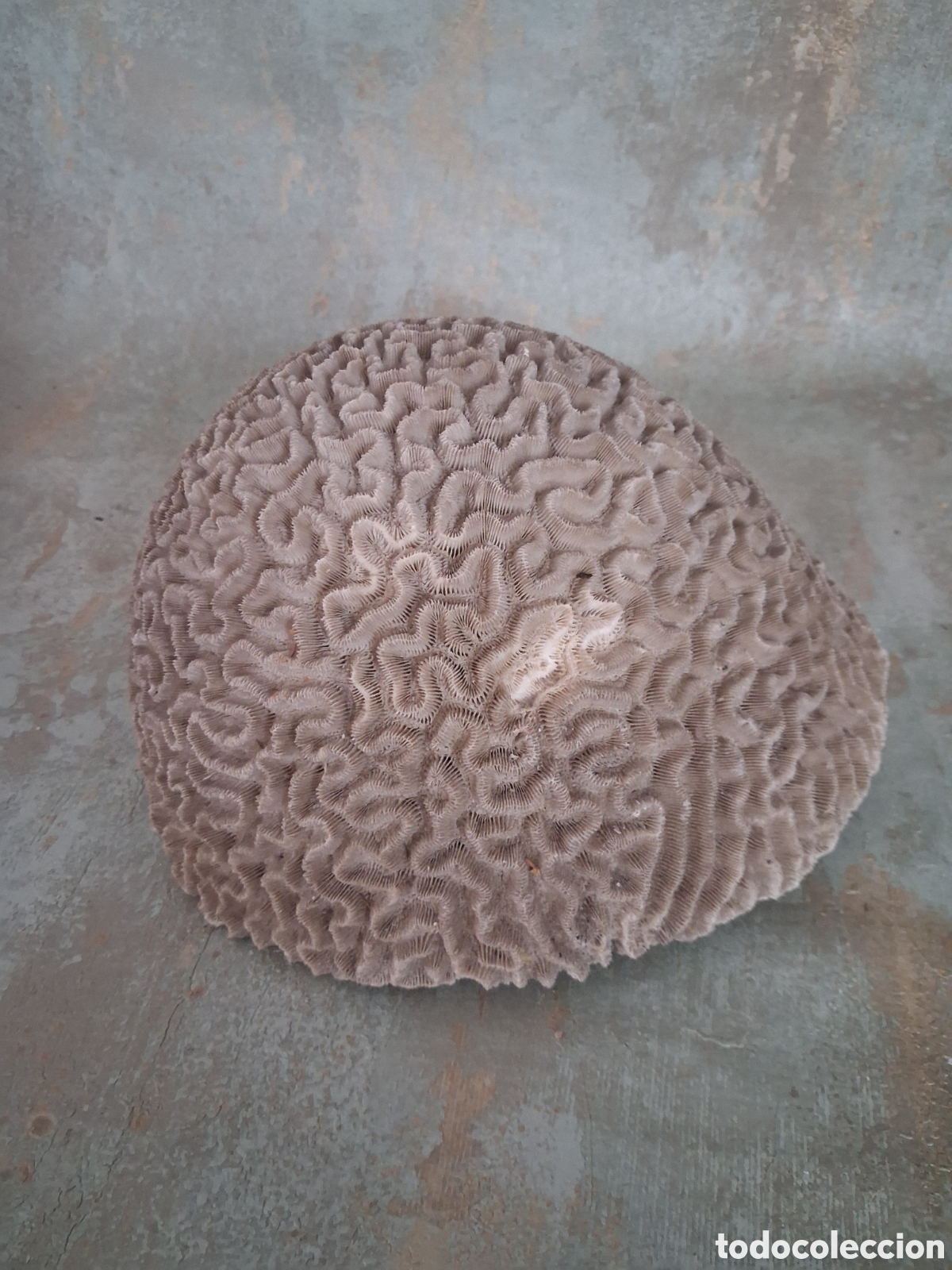 Antig&uuml;edades: Coral antiguo ooooooo - Foto 3