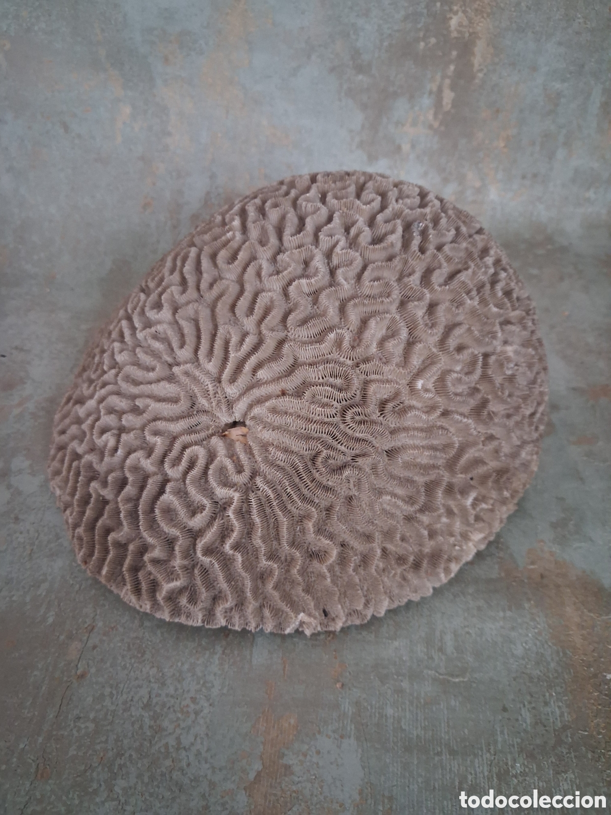 Antiquit&eacute;s: Coral antiguo ooooooo