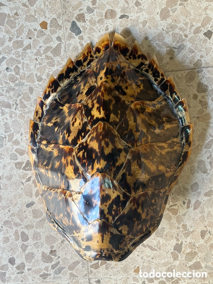 Oggetti Antichi: Caparazon tortuga carey de unos 40 cm