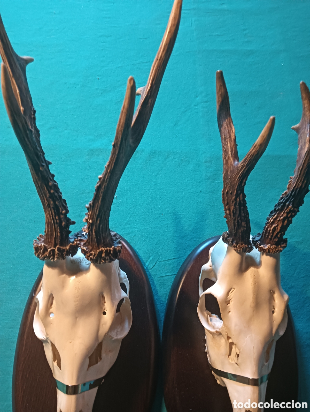 Antig&uuml;edades: Trofeos de caza de corzo. - Foto 2