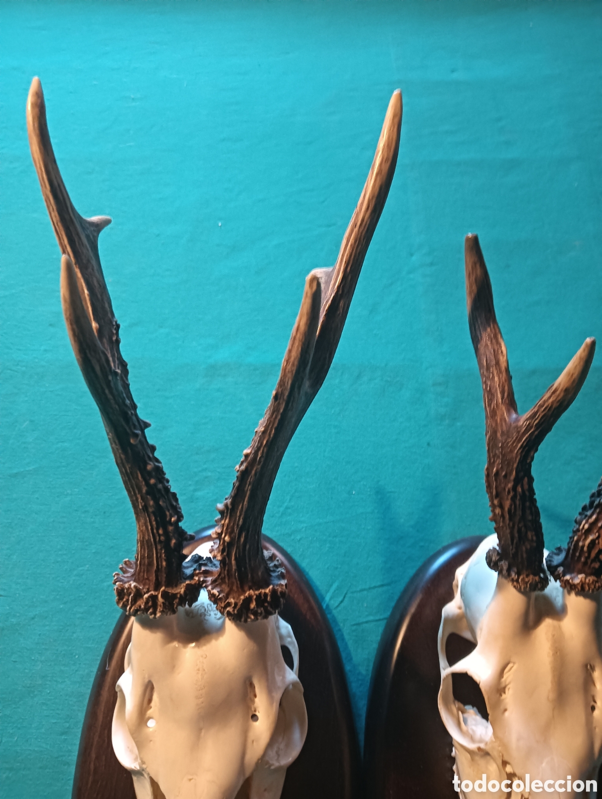 Antig&uuml;edades: Trofeos de caza de corzo. - Foto 3