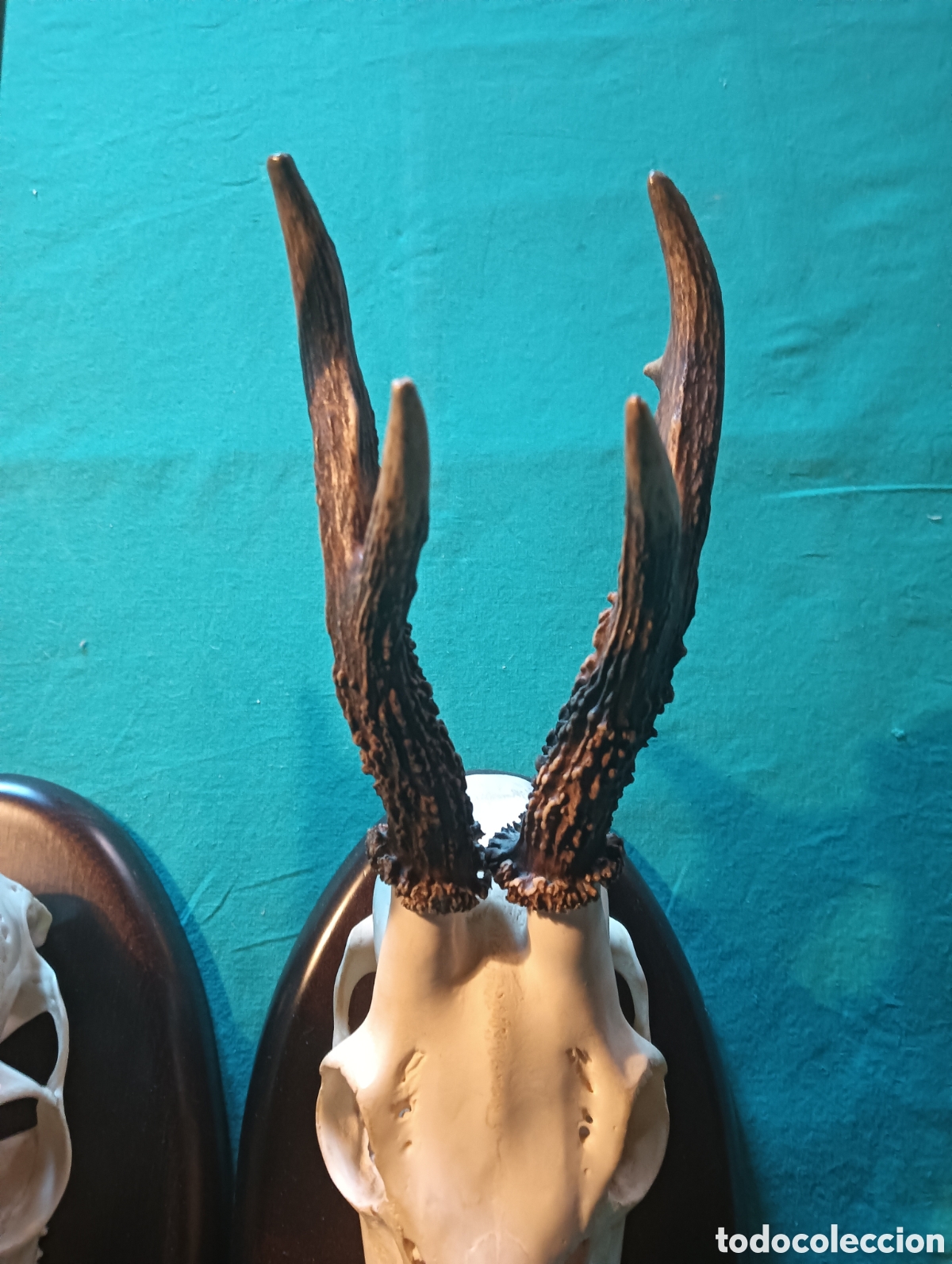 Antig&uuml;edades: Trofeos de caza de corzo. - Foto 4