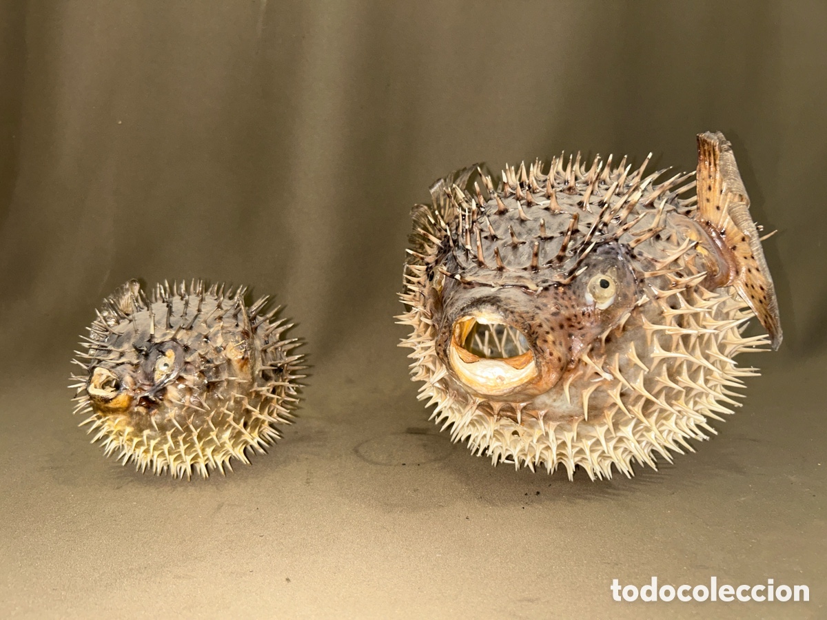 Antig&uuml;edades: PAREJA DE PECES GLOBO NATURALES DIODONTIDAE, EJEMPLARES DE TAXIDERMIA *VER FOTOS*