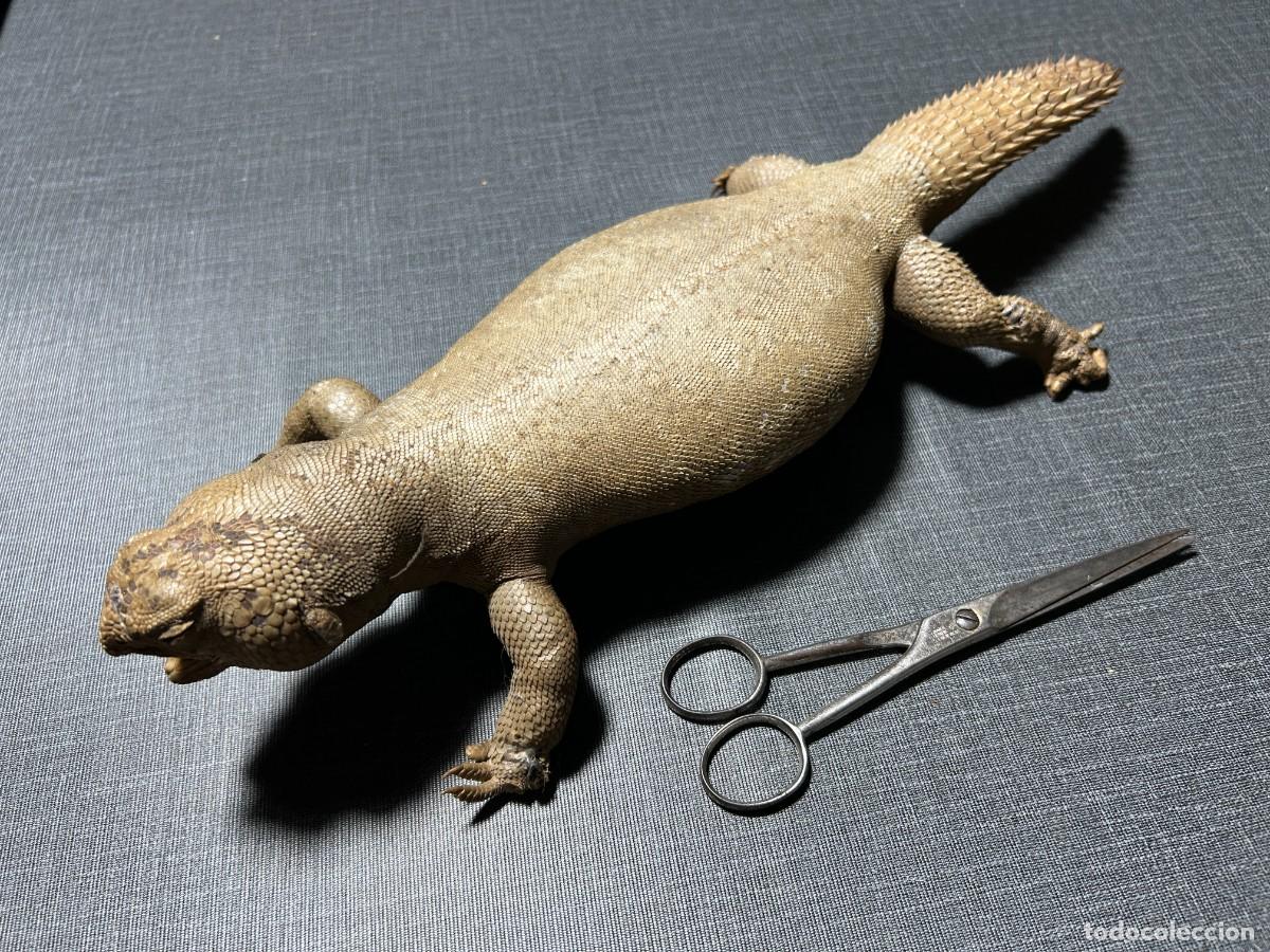 Antig&uuml;edades: Taxidermia lagarto de cola espinosa