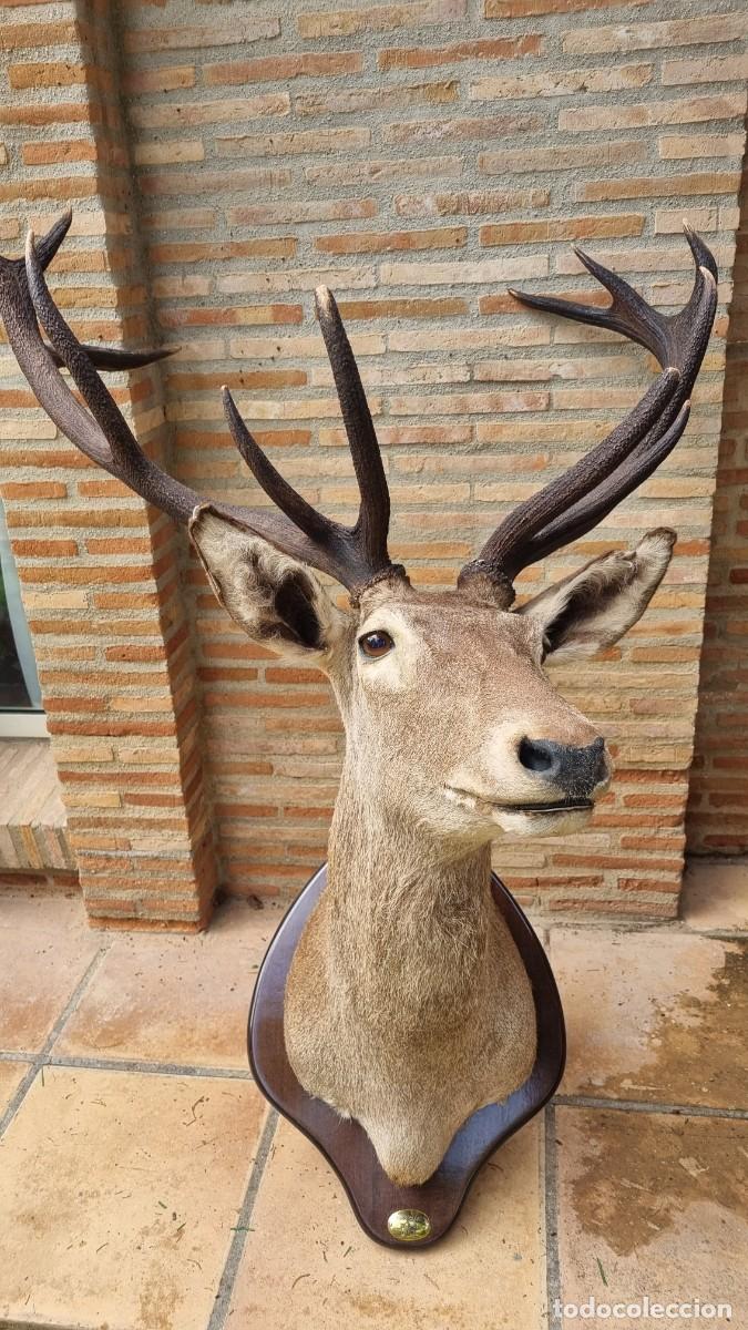Antig&uuml;edades: Cabeza de ciervo 12 puntas. - Foto 2
