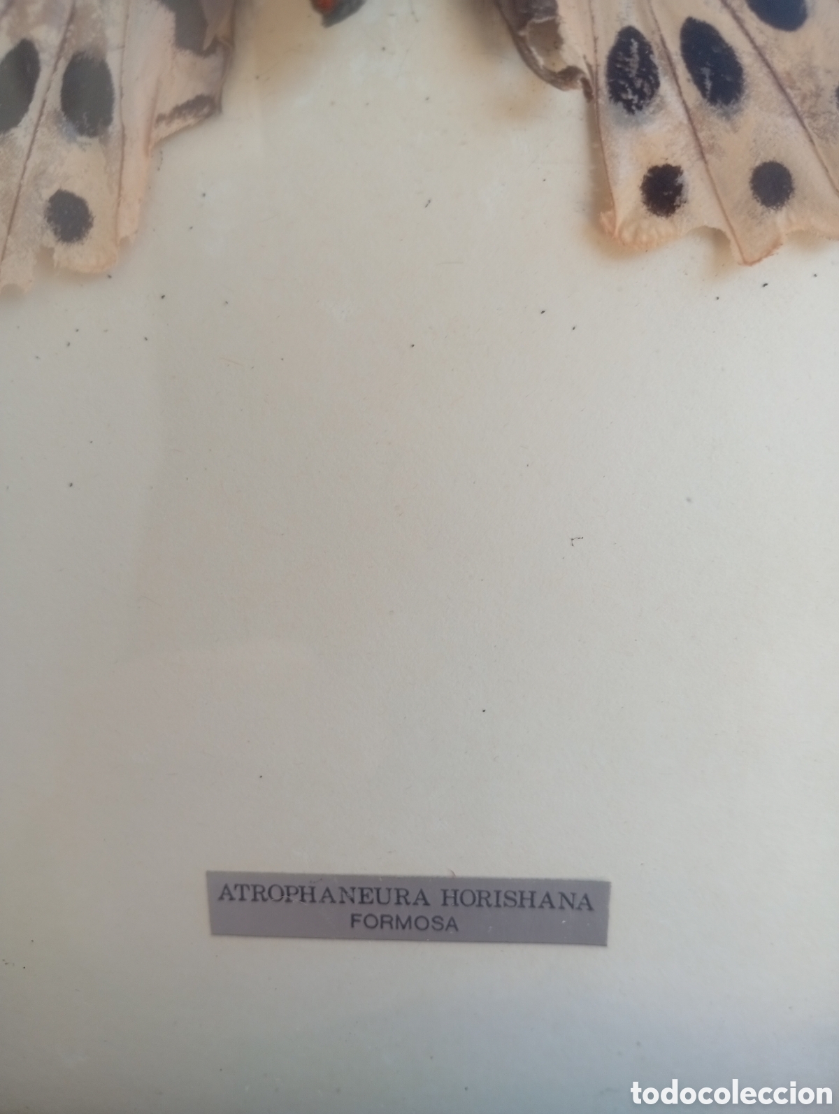 Antig&uuml;edades: Cuadro de Mariposa antiguo - Foto 2