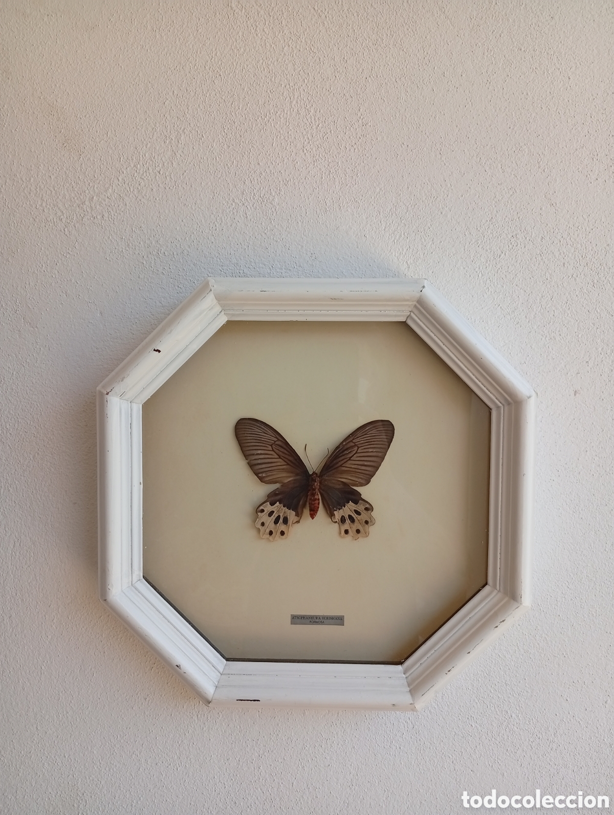 Antig&uuml;edades: Cuadro de Mariposa antiguo - Foto 3
