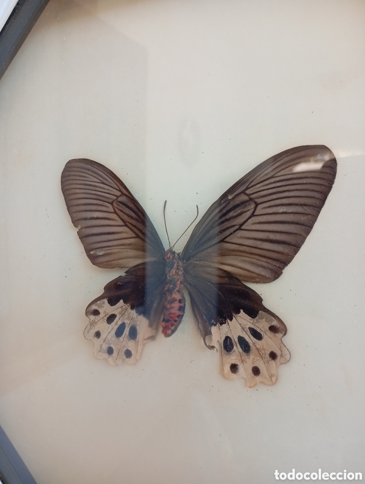 Antig&uuml;edades: Cuadro de Mariposa antiguo - Foto 4