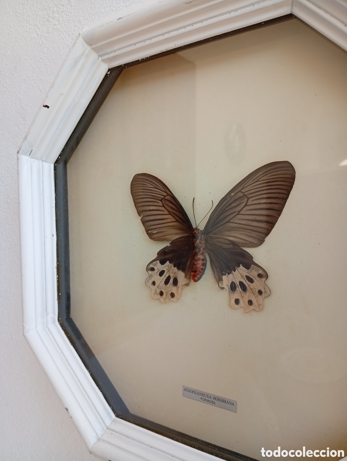 Antig&uuml;edades: Cuadro de Mariposa antiguo - Foto 5