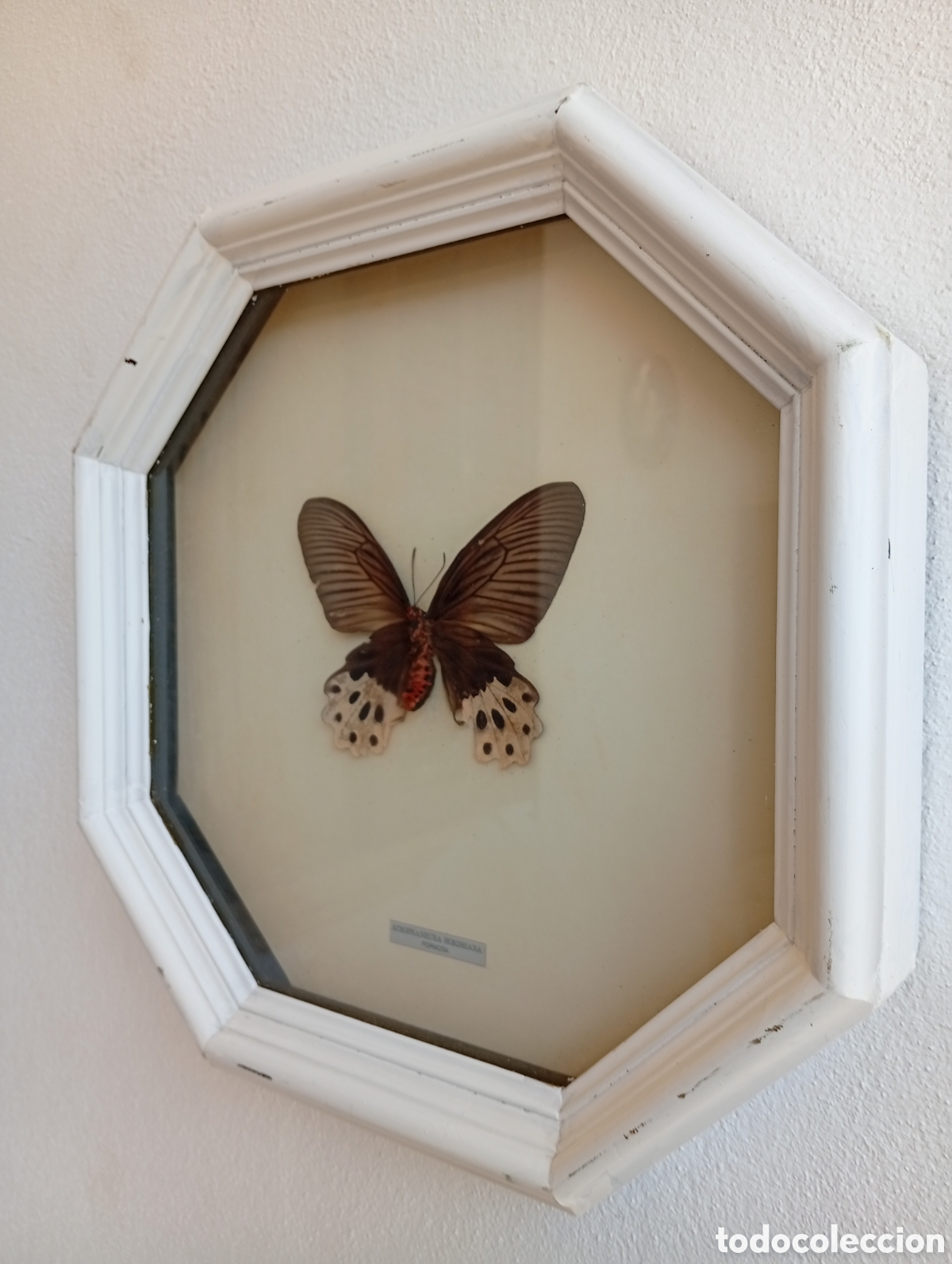 Antig&uuml;edades: Cuadro de Mariposa antiguo - Foto 6