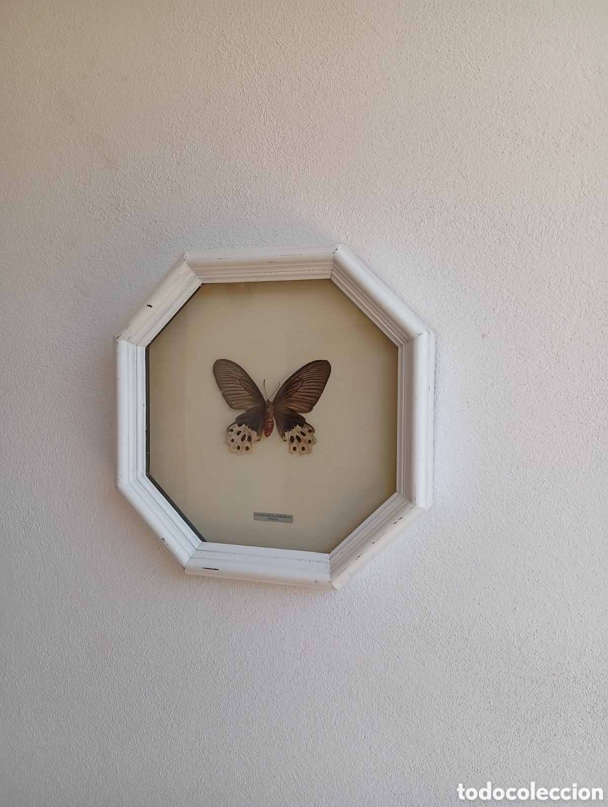 Antig&uuml;edades: Cuadro de Mariposa antiguo - Foto 7