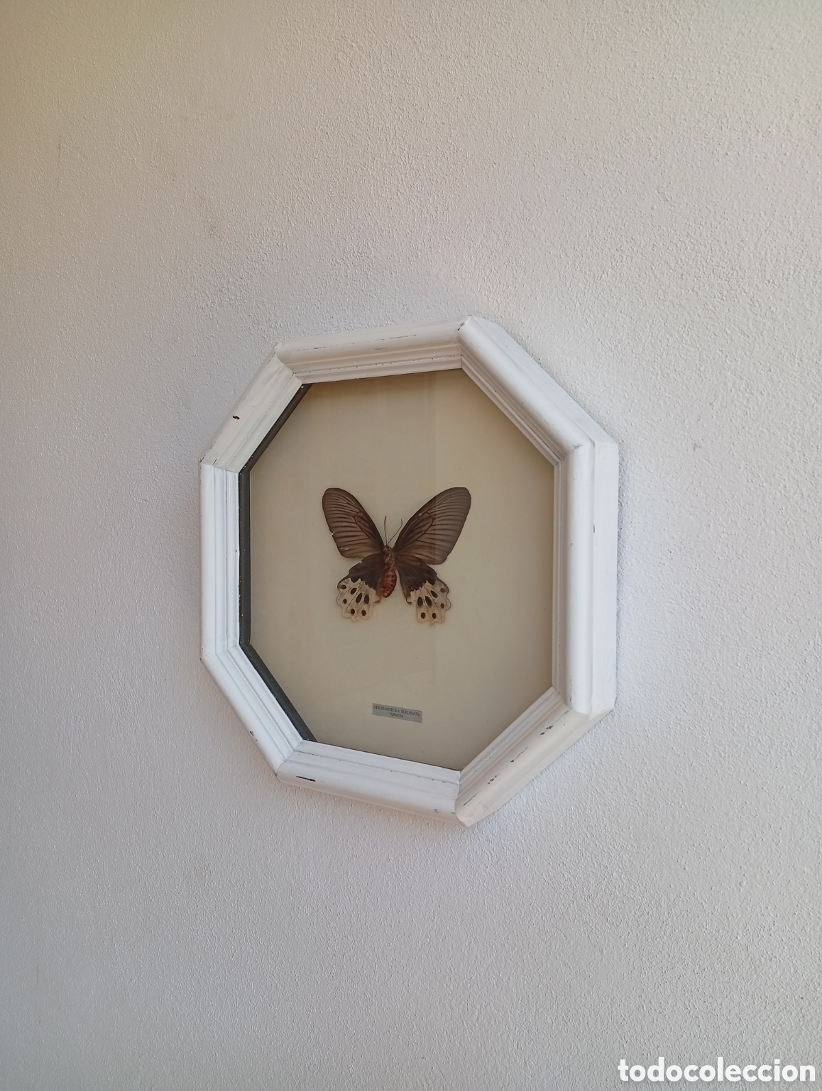 Antig&uuml;edades: Cuadro de Mariposa antiguo - Foto 8