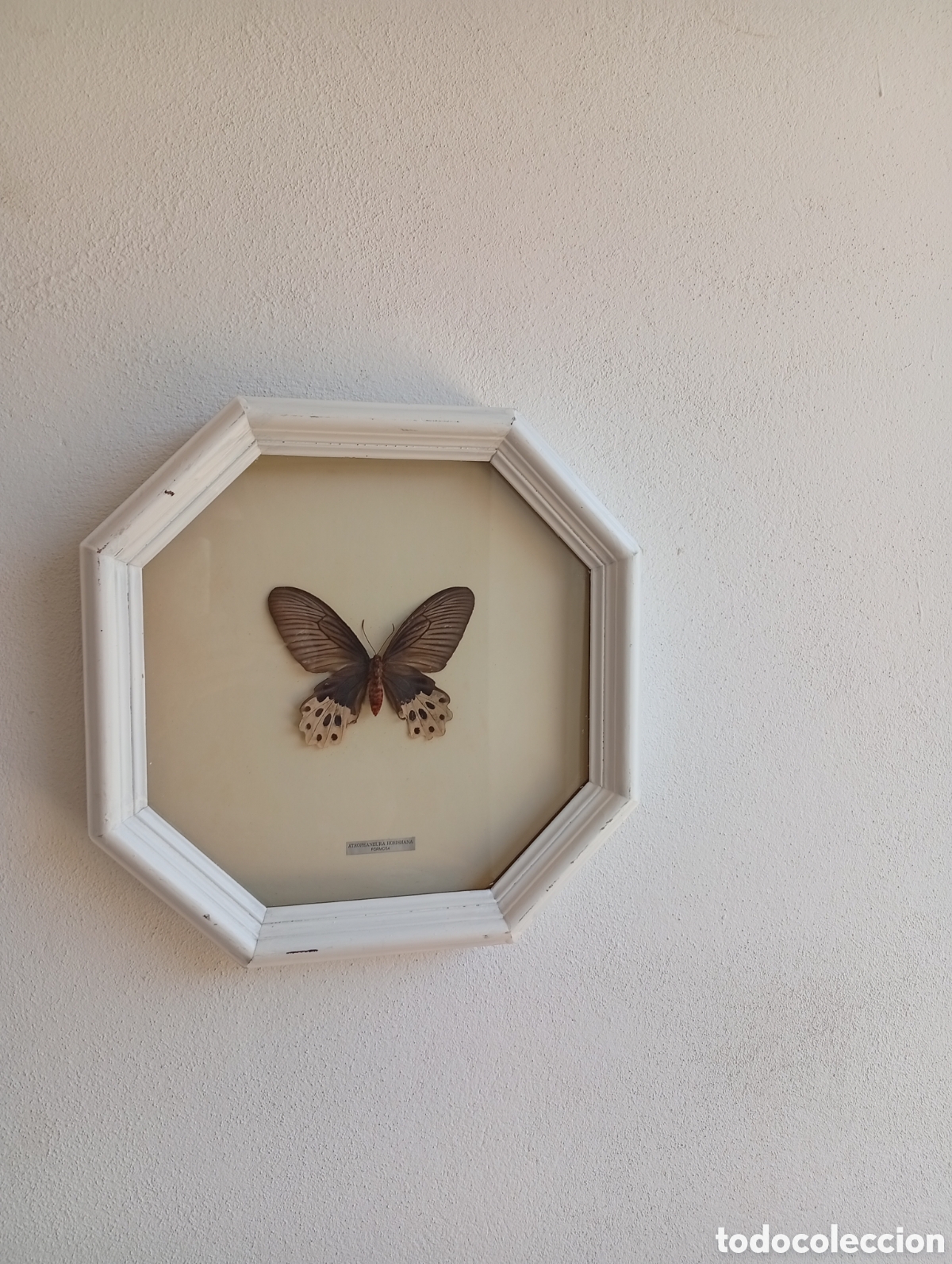 Antig&uuml;edades: Cuadro de Mariposa antiguo - Foto 1
