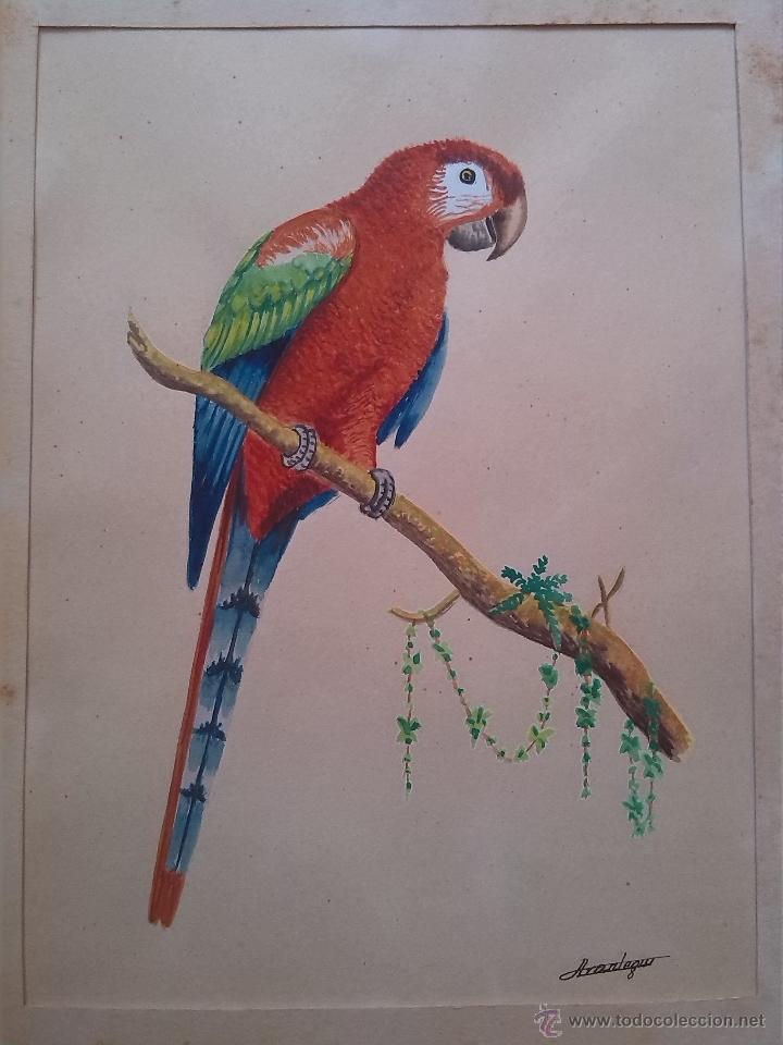 Art: acuarela de loro firmada arantegui. 25 x 18 cms.