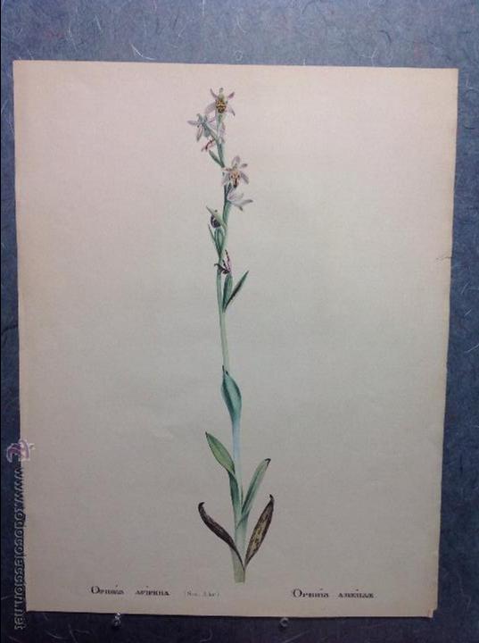 Arte: An&oacute;nimo. Estudi&oacute; bot&aacute;nico. Acuarela excepcional. - Foto 1