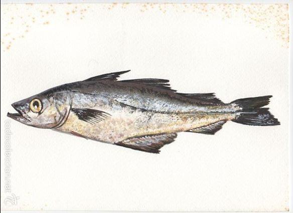 Arte: LAMINA ORIGINAL .... ACUARELA DE PEZ ....ABADEJO ...30X21 CTM