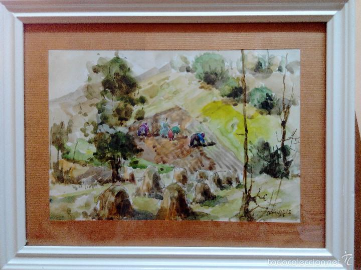 Arte: ACUARELA PINO LA VARDERA - Foto 1