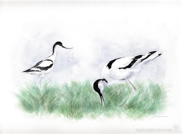 Arte: Avoceta. Acuarela sobre papel. Ilustraci&oacute;n, naturaleza, aves. 32,5 x 25,5 cm. Obra original.