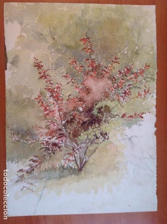 Arte: Pozo. Estudio de una planta