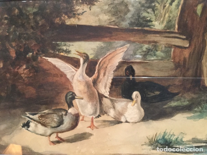 Arte: Acuarela patos - Foto 1