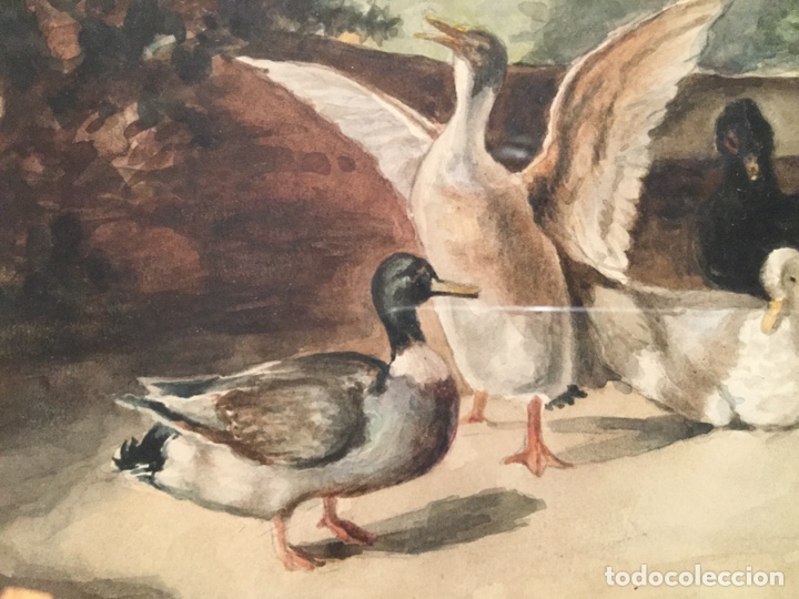 Arte: Acuarela patos - Foto 3